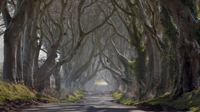 Dark Hedges