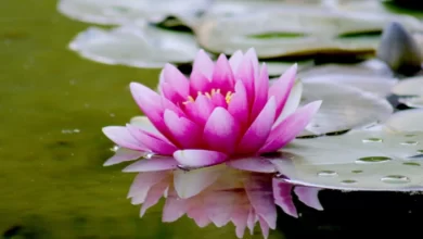 lotus flower