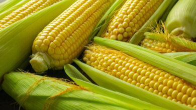 Advantages of Corn