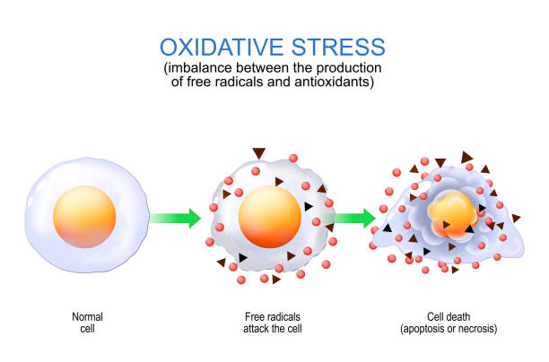 Antioxidants