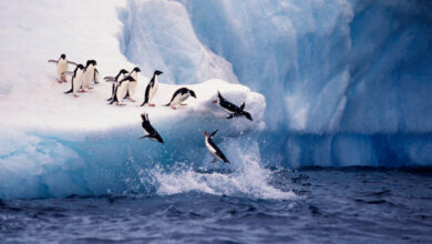 Antarctica